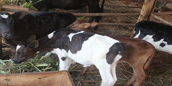 Vach