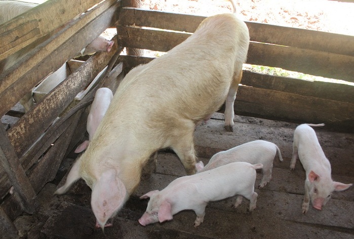 Porceles